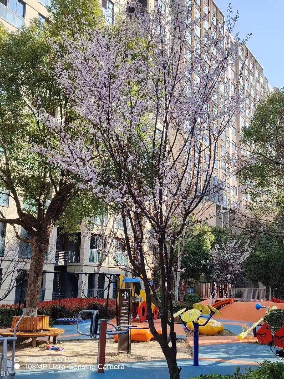 Shanghai Fengxian | 华润幸福里(西区)-61号楼_5