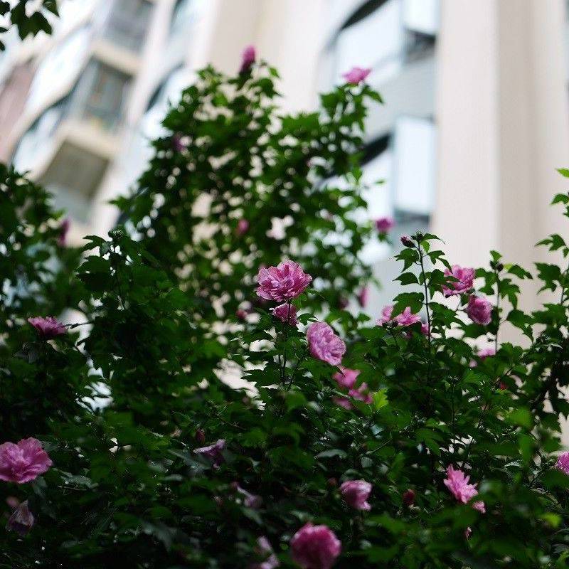 Shanghai Jing‘An | 达安花园_5
