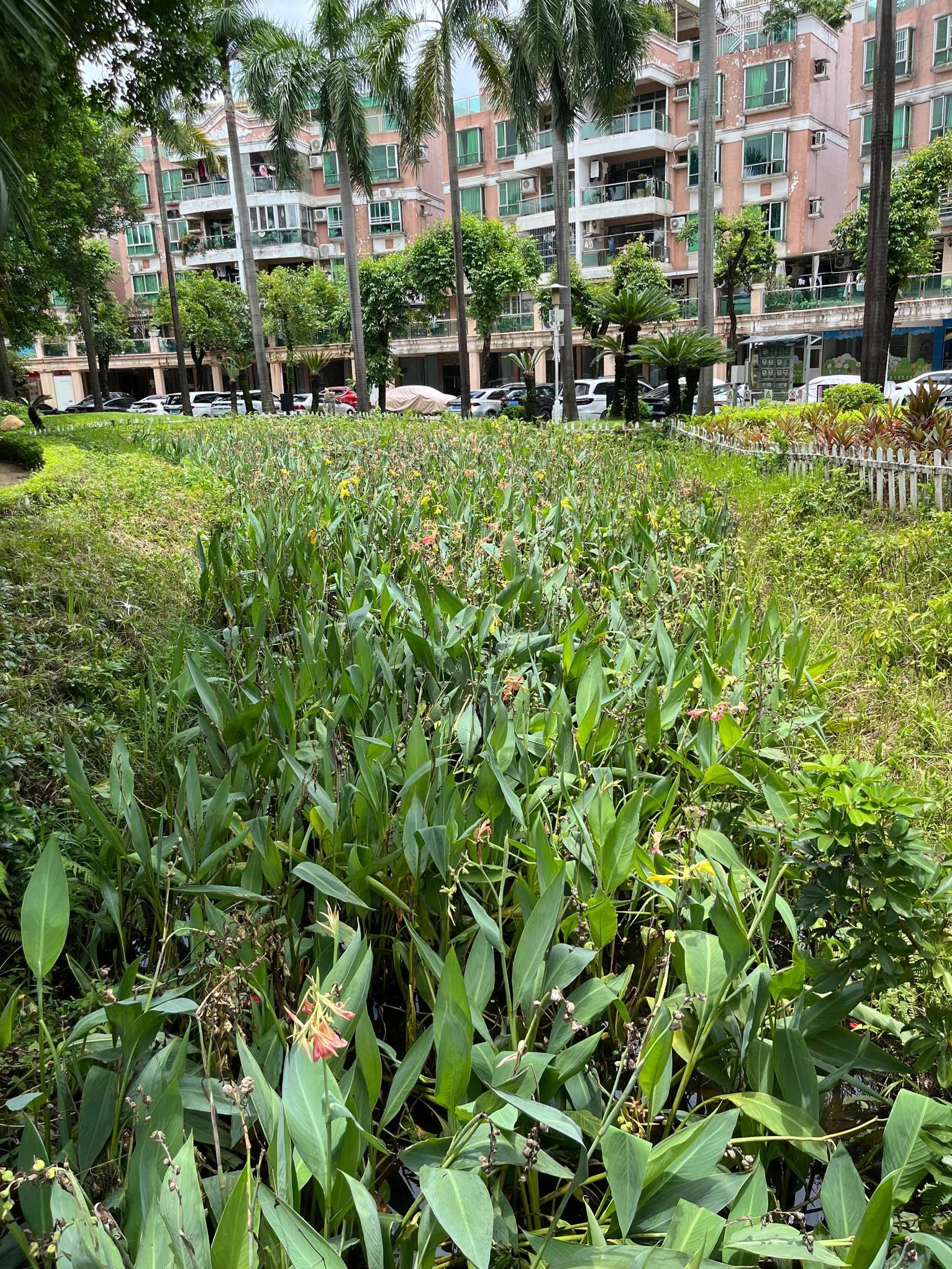 Guangzhou Panyu | 碧桂园东苑_6