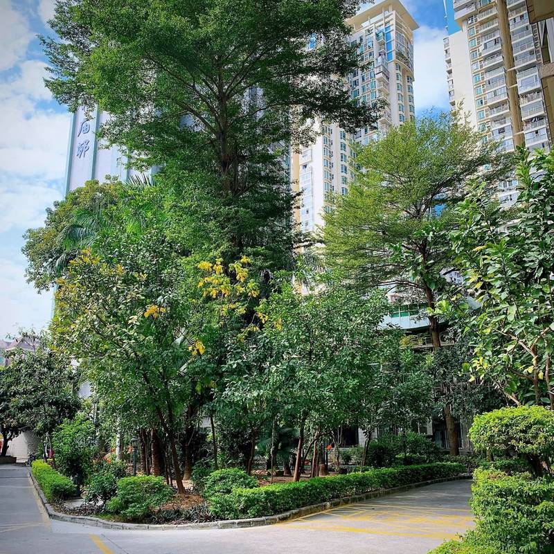 Shenzhen Nanshan | 桂庙花园_7