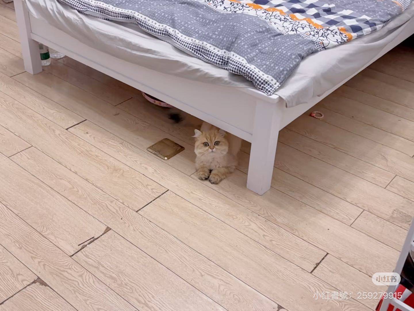 开福 滨江·君悦香邸