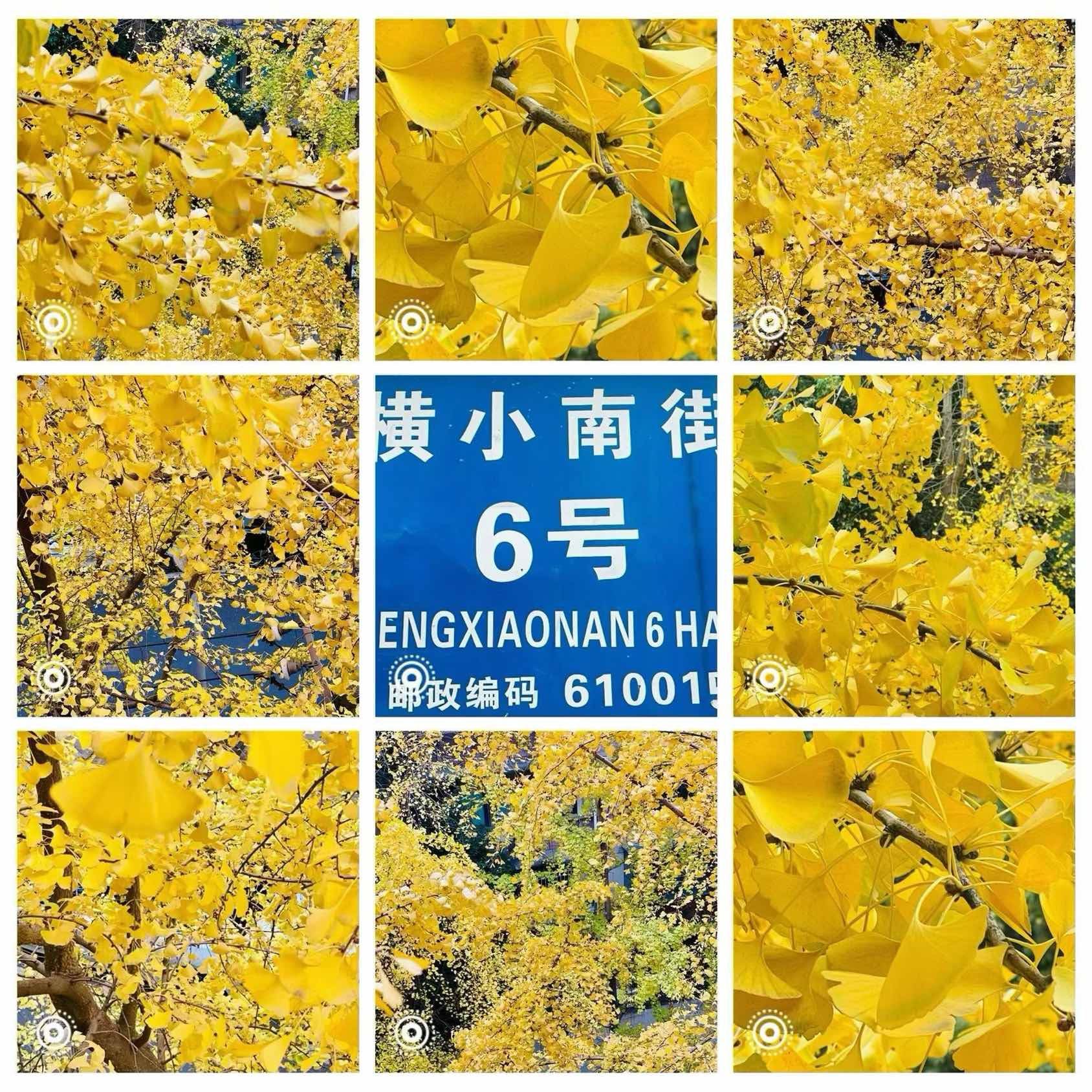 青羊 横小南街6号院