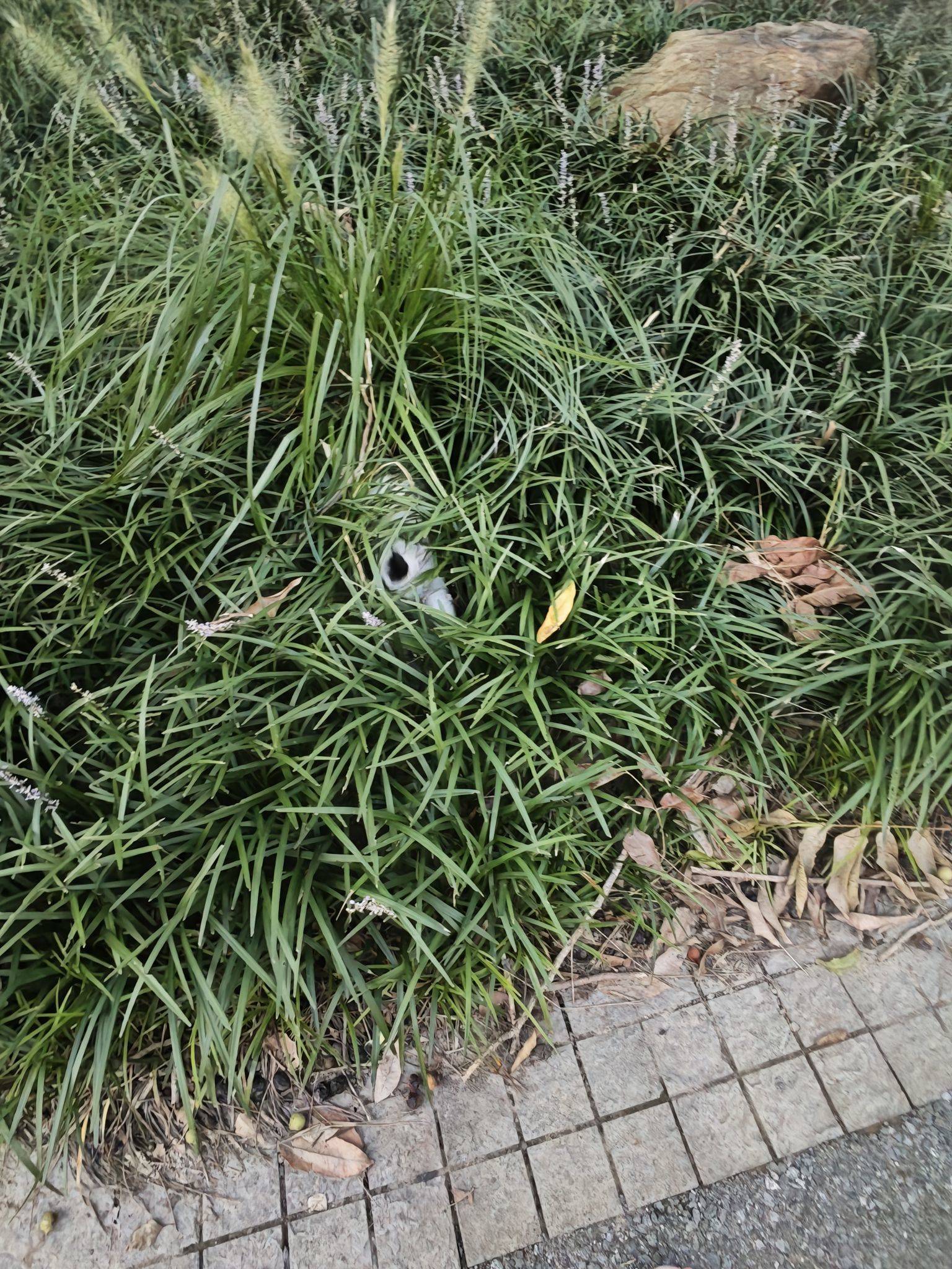 萧山 明江苑
