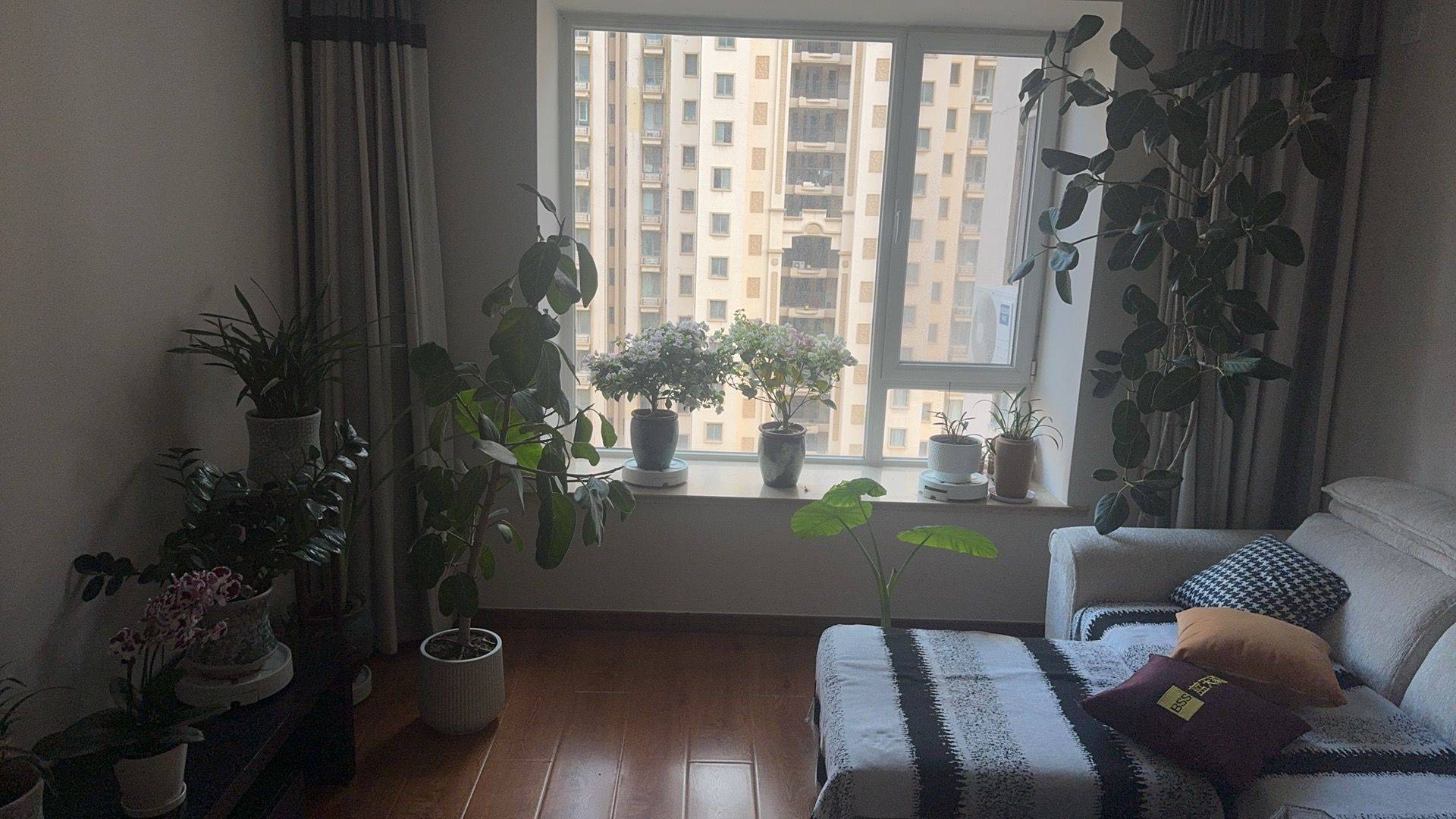Qingdao Licang | 中南世纪城1期-西区_4