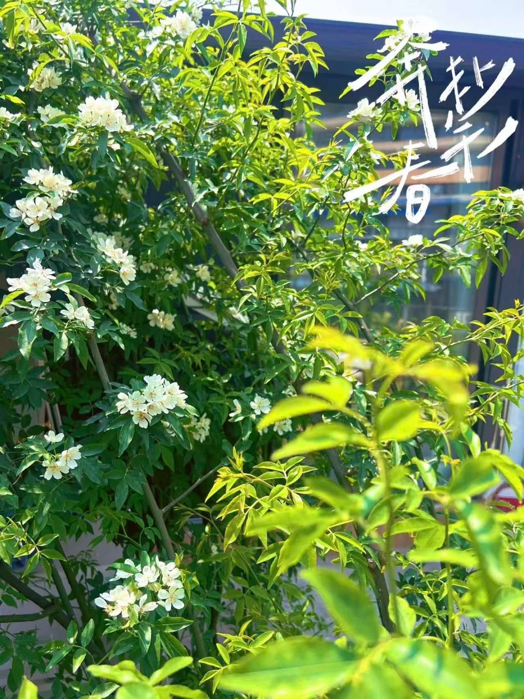 Chengdu Jinniu | 营福巷37号院_4